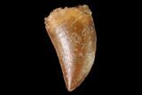 Serrated, Raptor Tooth - Real Dinosaur Tooth #143397-1